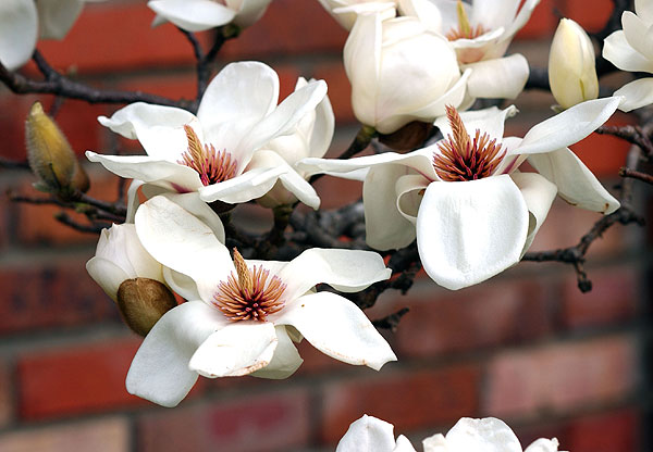 Yulan Magnolias in bloom at Chapel