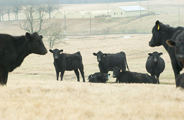 Cows on South Farm