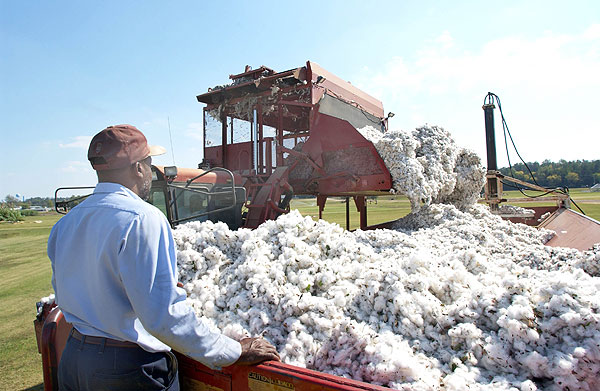 Packing cotton in module at North Farm