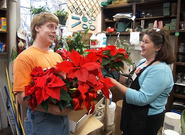 Poinsettias ready for delivery