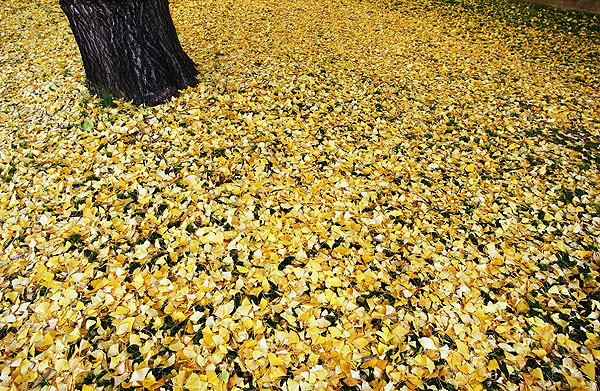Ginkgo leaves on ground