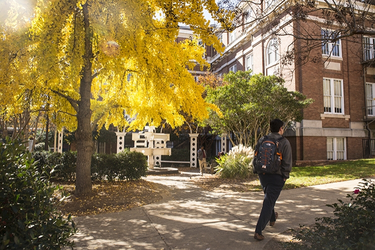 Student walking by Gingko tree