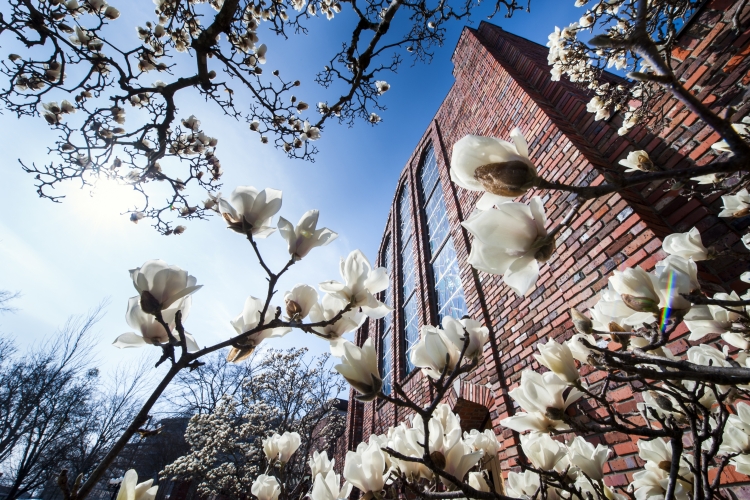 Japanese Magnolias at Chapel