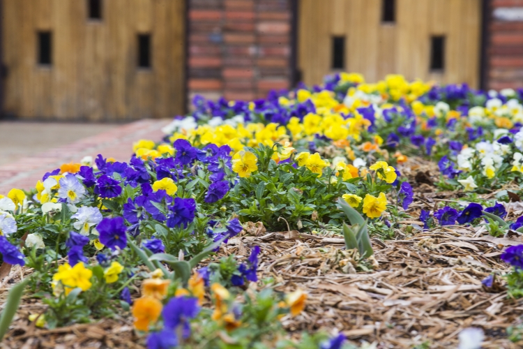 Spring Break pansies