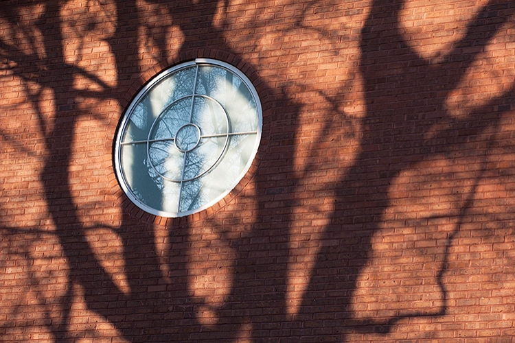 Tree Shadows on Lee Hall Window