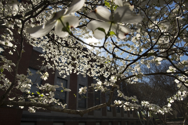 Dogwood Blossom by Library