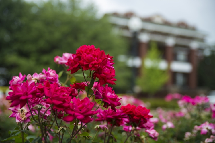 Flowers bloom in front of The Colvard Student Union