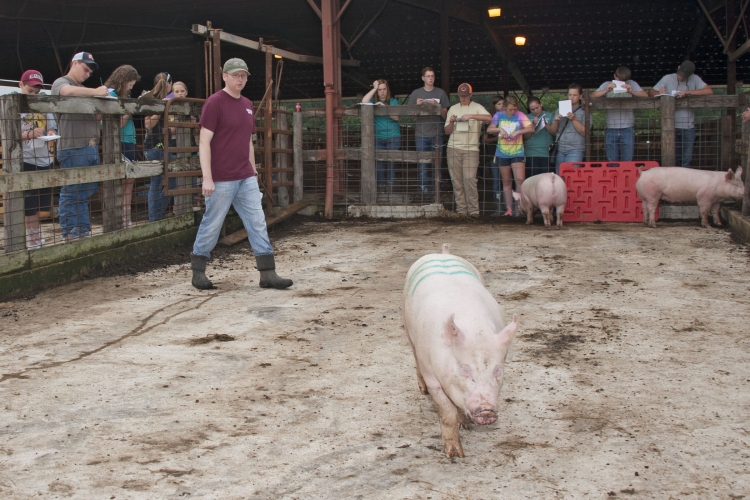 Livestock Judging Camp