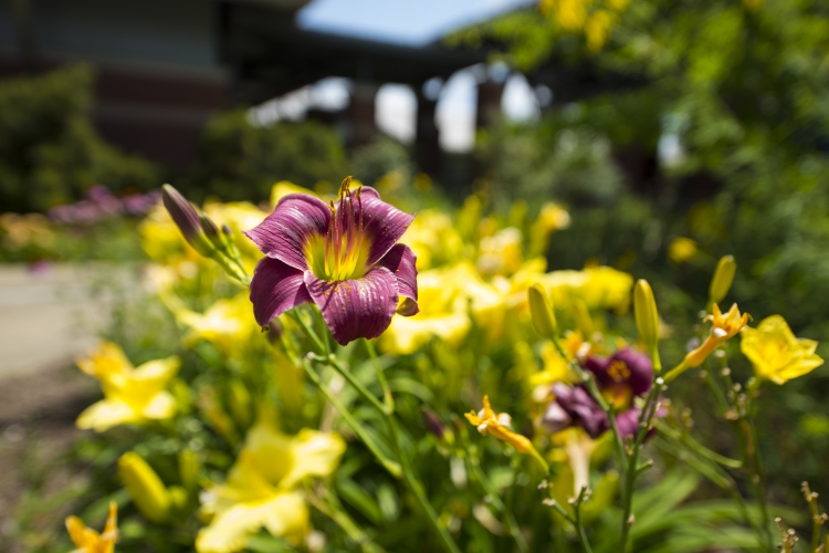 Landscape Architecture&amp;#039;s Day Lilies Bloom