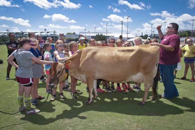 Cow Visits Softball Camp