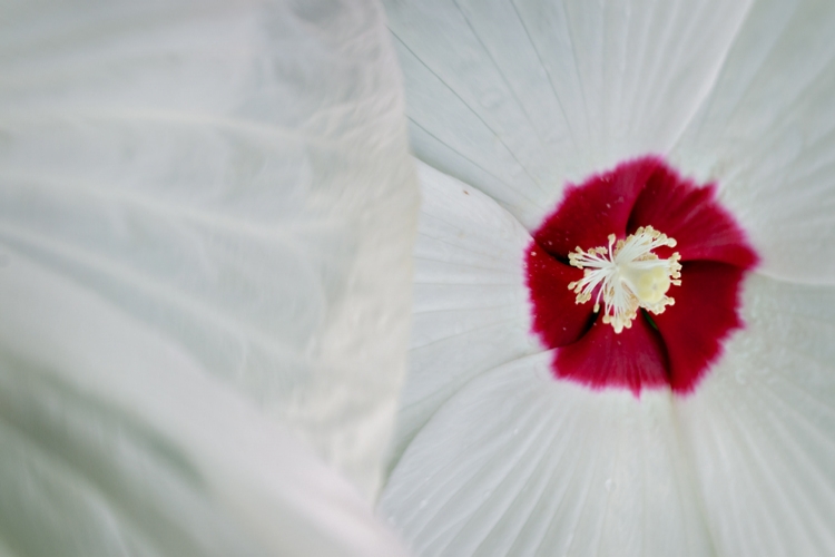 Morning Hibiscus at Mississippi State Trial Gardens