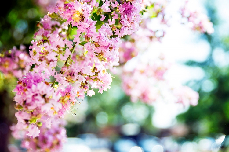 Crepe Myrtle blossoms at Bell Island