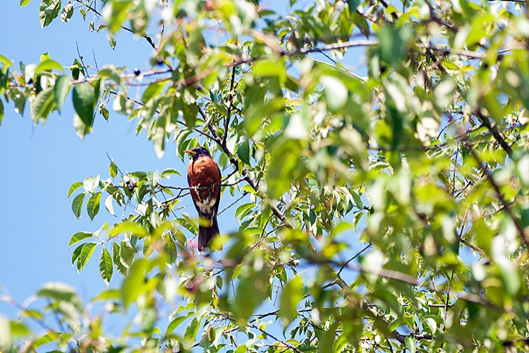 Bird in tree