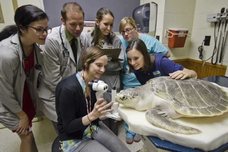 Sea Turtle at Vet School