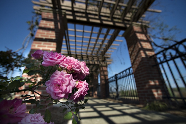 Veterans Memorial Rose Garden - on Veterans Day