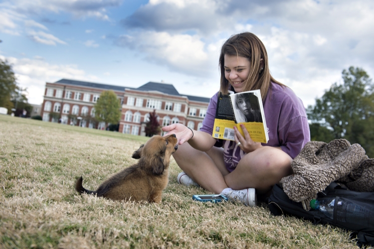 Drill Field Puppy