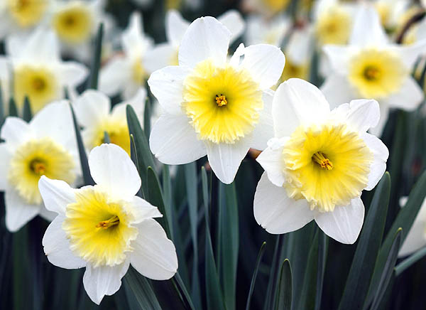 Daffodils near Dorman Hall