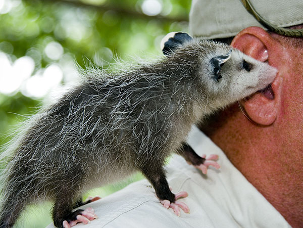 4-H'ers visit opossum at Wildlife Center