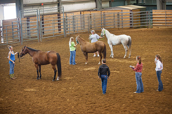 4-H'ers Judge Horses at Horse Park