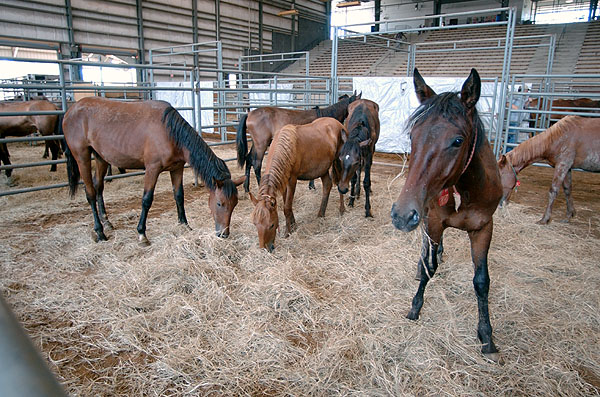 Adopt A Wild Horse at the Horse Park
