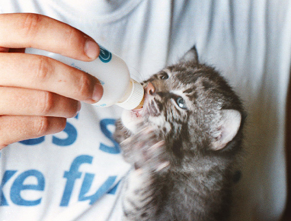 Hand feeding bobcat kitten