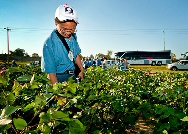 Cotton Breeders Tour