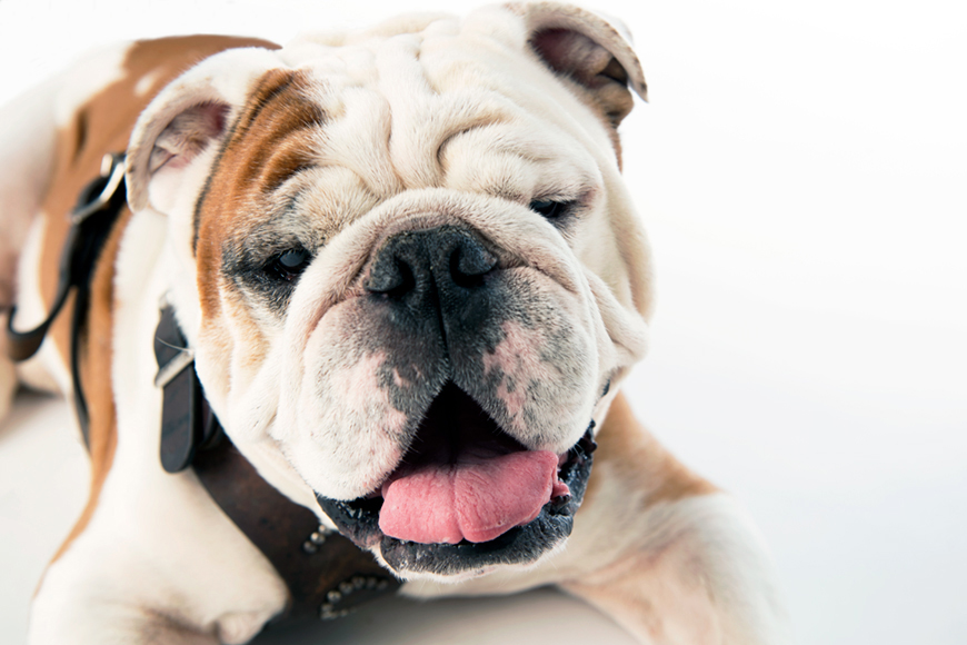 Champ passed the official mascot harness and duties to his son, Jak, named in honor of the late legendary &amp;amp;quot;Voice of the Bulldogs&amp;amp;quot; Jack Cristil.