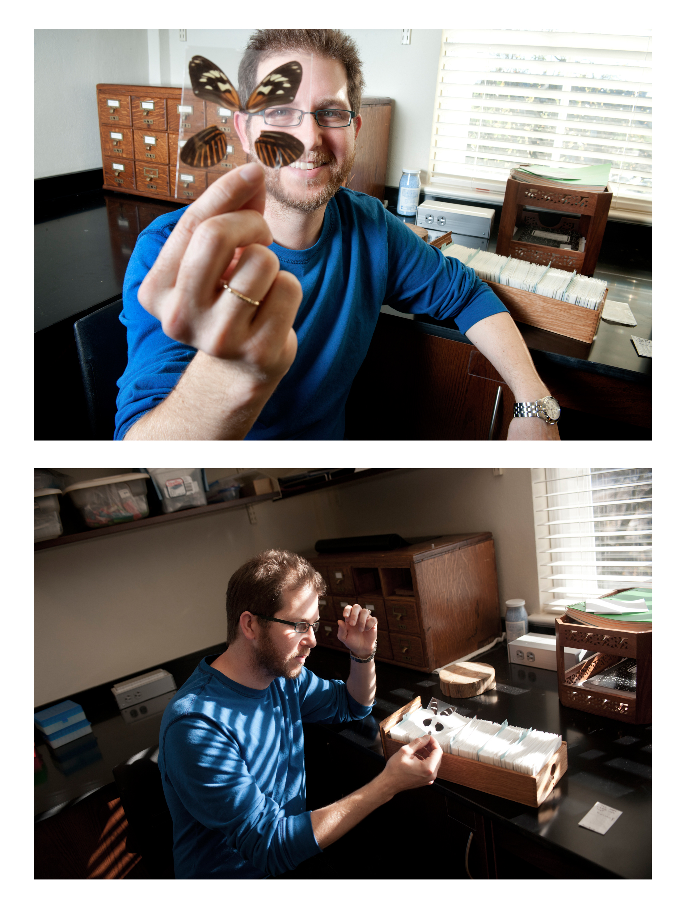 Brian Counterman, an evolutionary geneticist in Mississippi State University's department of biological sciences, views butterfly specimens in his research laboratory on campus. Counterman and other researchers have found a key gene related to survival of Heliconius butterflies. Brian Counterman, an evolutionary geneticist in Mississippi State University's department of biological sciences, views butterfly specimens in his research laboratory on campus. Counterman and other researchers have found a key gene related to survival of Heliconius butterflies.