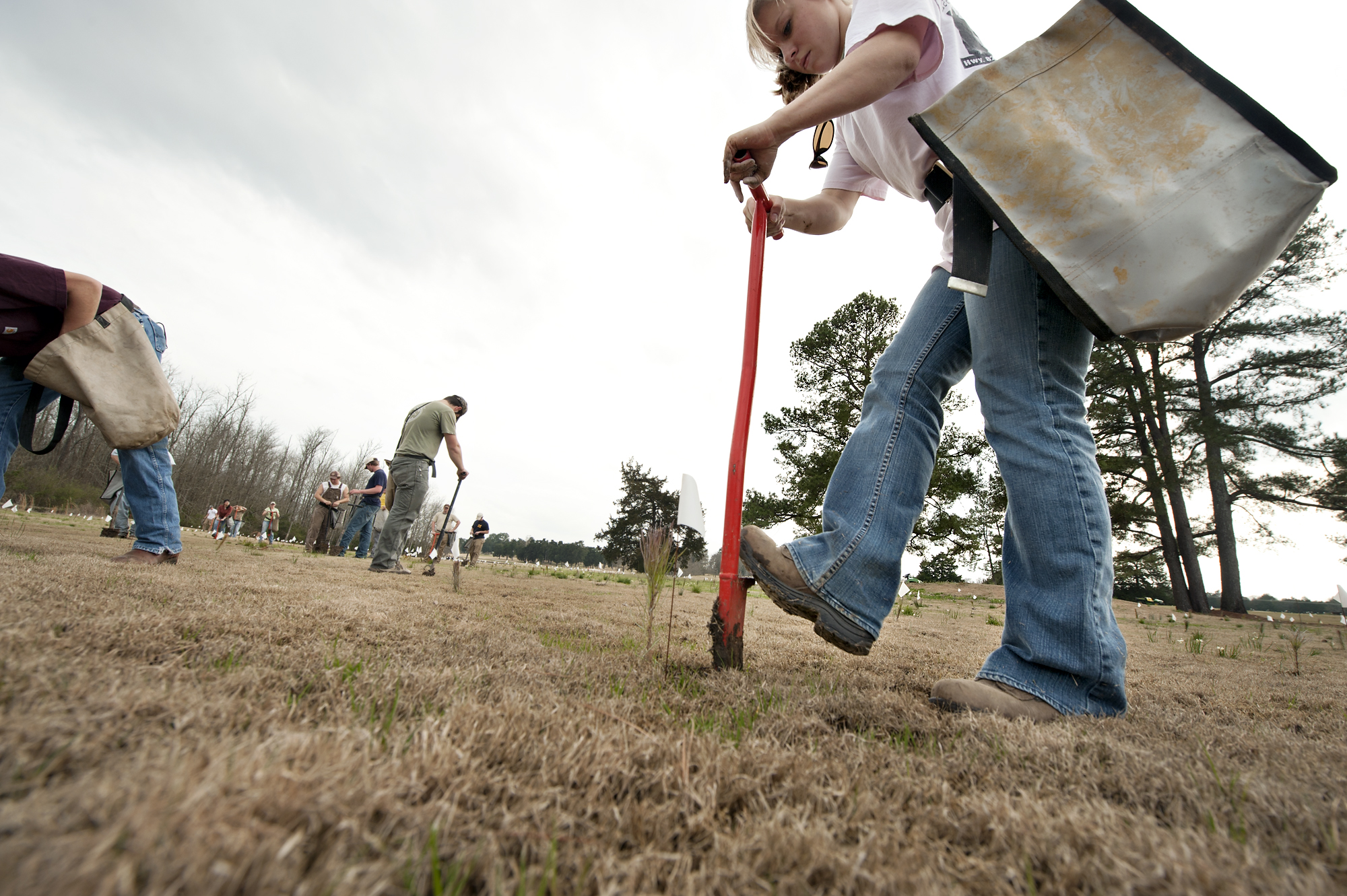 Forestry graduate student Emily F. Vanderford of Coker, Ala., uses a dibble bar to plant a loblolly pine seedling at Mississippi State's golf course. Forestry graduate student Emily F. Vanderford of Coker, Ala., uses a dibble bar to plant a loblolly pine seedling at Mississippi State's golf course.