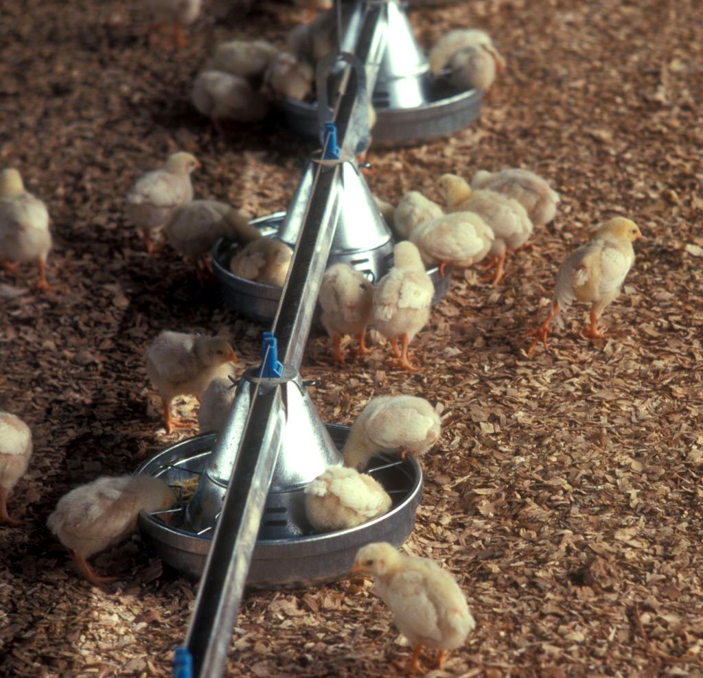 States such as Maryland and Delaware, ranked in the top 15 in young meat chicken production, could see power outages, transportation disruptions, and a lack of feed having a life-threatening result on poultry flocks. States such as Maryland and Delaware, ranked in the top 15 in young meat chicken production, could see power outages, transportation disruptions, and a lack of feed having a life-threatening result on poultry flocks.