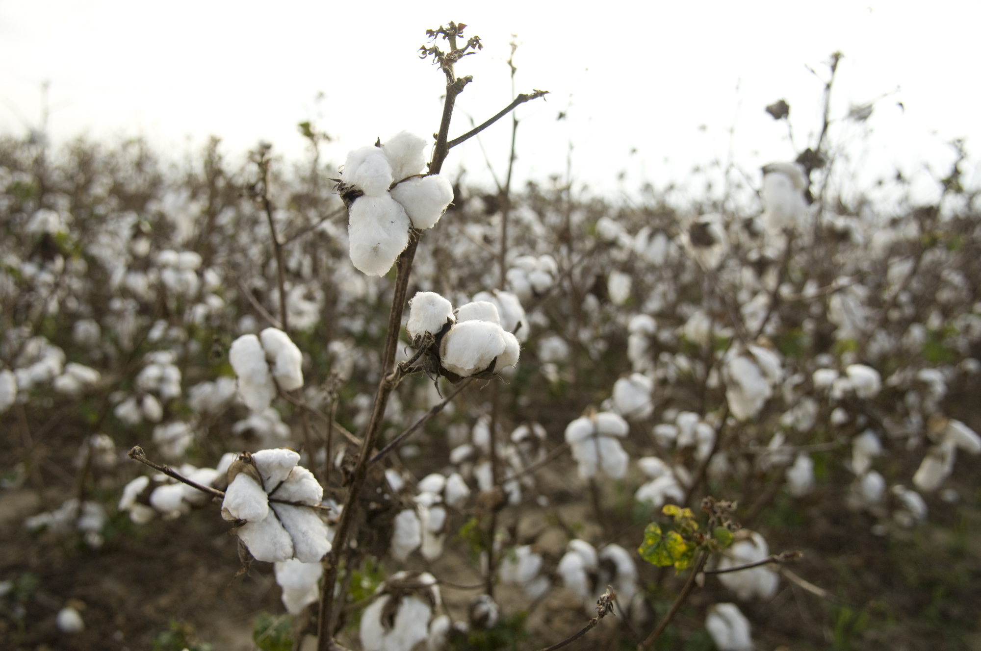 Mississippi State's Cotton Summit, to be held April 23-25, will feature workshops and presentations about the cotton textiles industry. Mississippi State's Cotton Summit, to be held April 23-25, will feature workshops and presentations about the cotton textiles industry.
