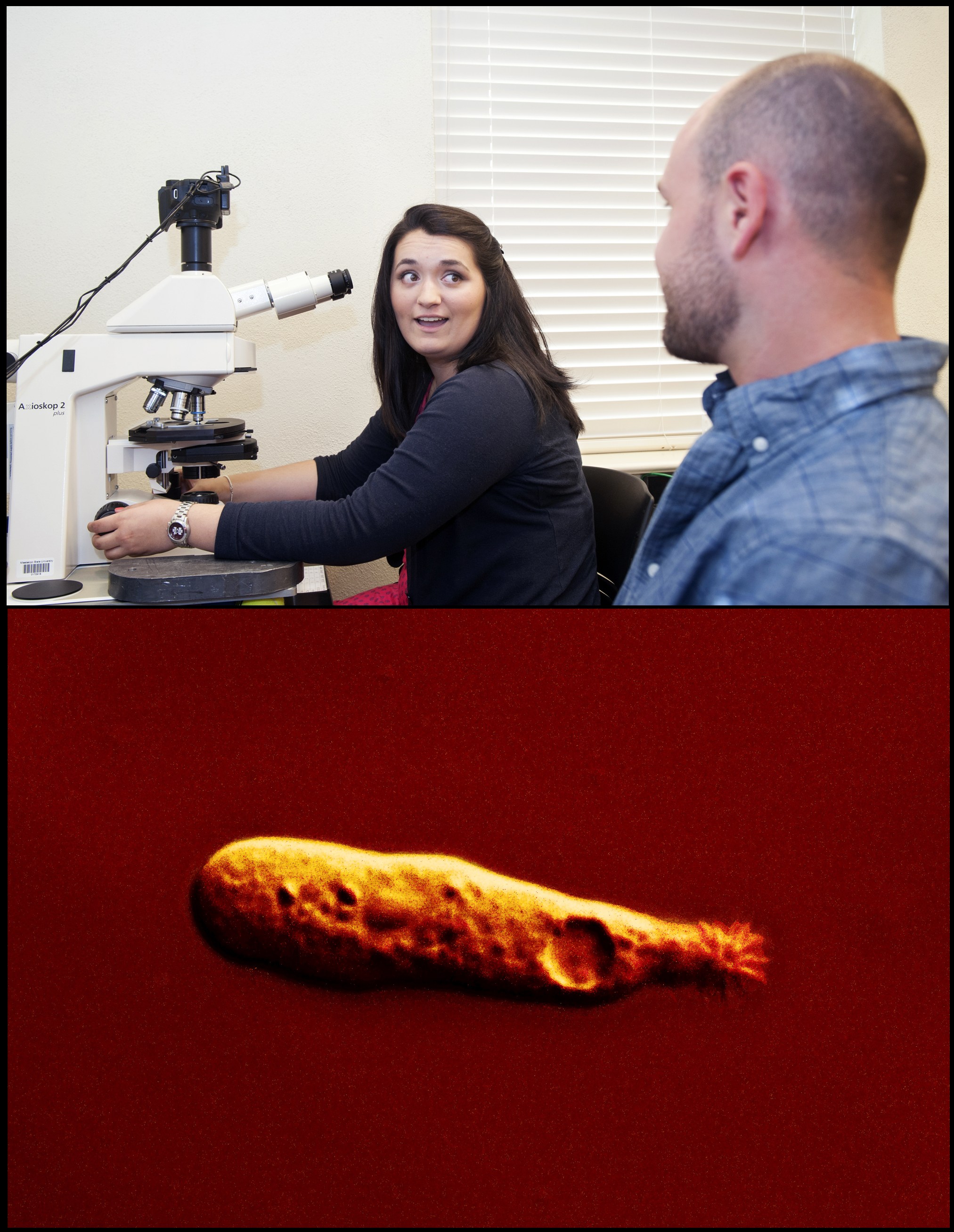 Top-Junior microbiology major Pam Watson recently discovered a new organism at Mississippi State University as part of her work in assistant professor Matthew Brown's Evolutionary Protistology Laboratory.<br /><br />
Bottom-Ptolemeba bullienesis, the unicellular, microscopic protist discovered at the university, was named for the first bulldog mascot, Ptolemy. This cell, magnified 160 times, measures 35 micrometers.<br /><br />
Top-Junior microbiology major Pam Watson recently discovered a new organism at Mississippi State University as part of her work in assistant professor Matthew Brown's Evolutionary Protistology Laboratory.<br /><br />
Bottom-Ptolemeba bullienesis, the unicellular, microscopic protist discovered at the university, was named for the first bulldog mascot, Ptolemy. This cell, magnified 160 times, measures 35 micrometers.<br /><br />