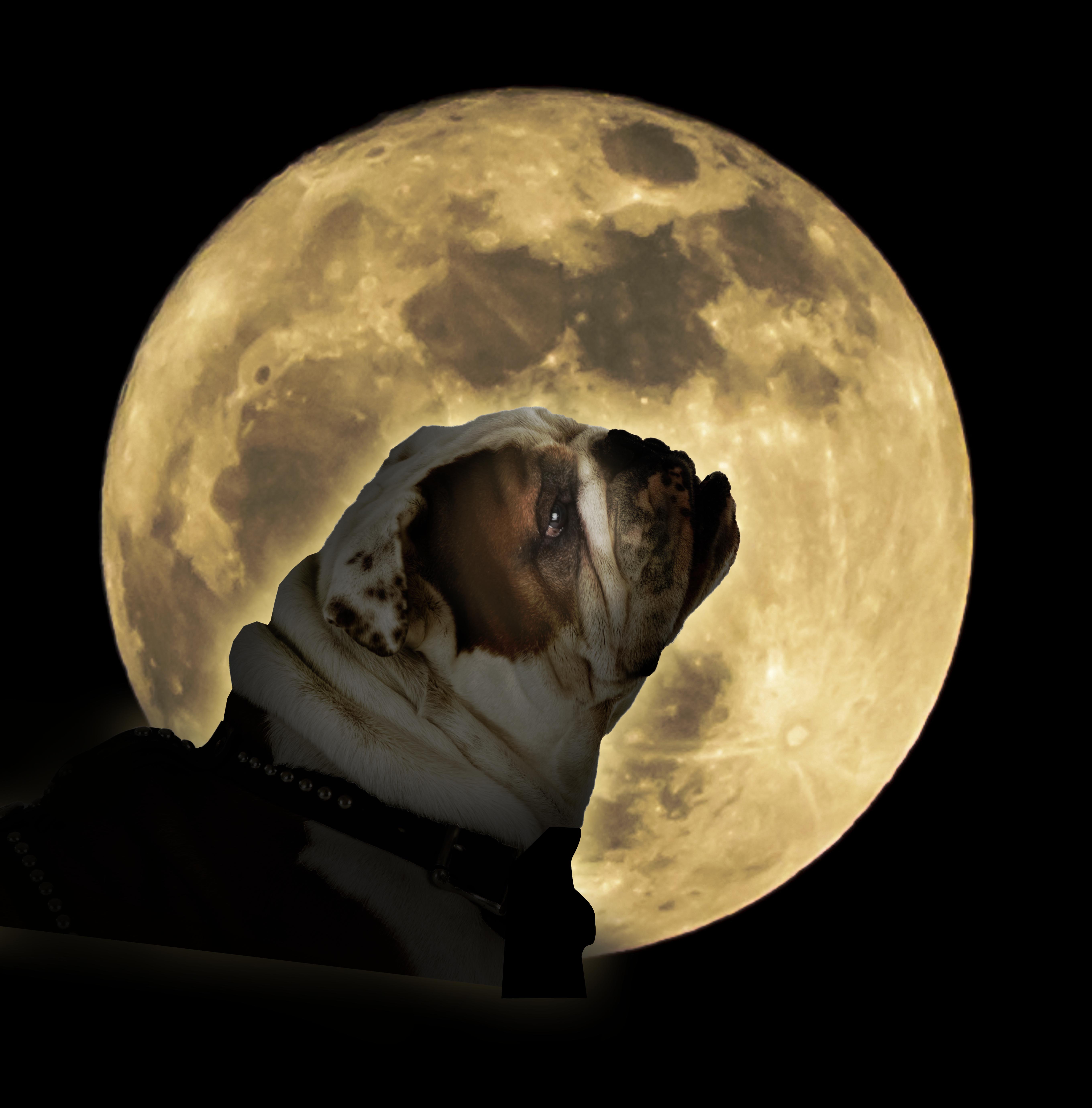 Moon, courtesy of Shutterstock; Bully, courtesy of MSU Photographer Megan Bean.