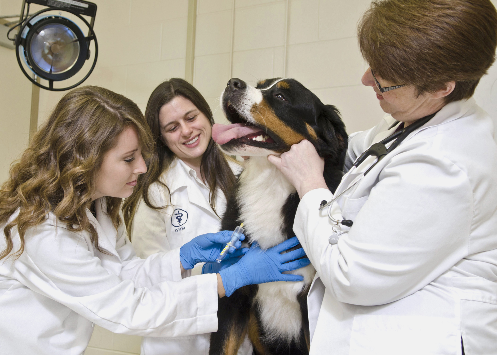 MSU veterinary medicine doctoral student Shauna Trichler (l) takes a blood sample from a patient with assistance from research resident Sandra Bulla (c) and Dr. Kari Lunsford. They are part of a College of Veterinary Medicine team studying the role of platelets in diagnosing canine cancer. 