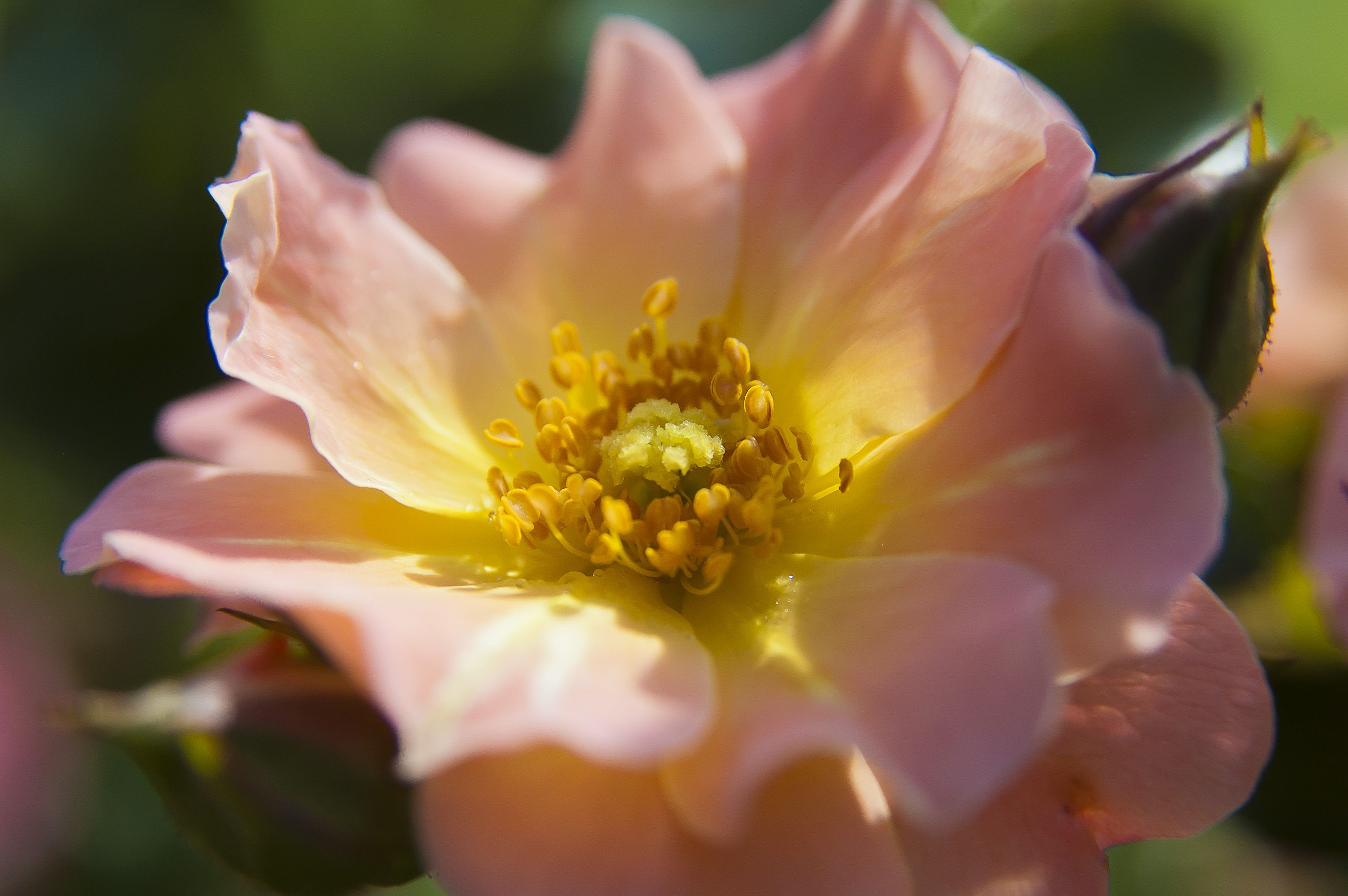 A close-up of a peach DriftÂ® rose in MSU's Veterans Memorial Rose Garden.