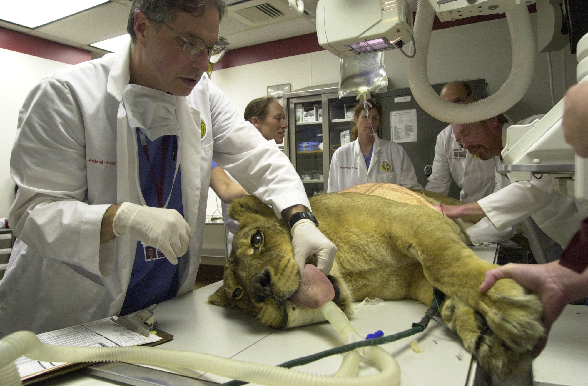 <br /><br />
MSU veterinary anesthesiologist Robert Myer (foreground) prepares Friday the lioness for surgery. Collaborating are (background, l-r) Drs. Lisa Murray, Simone Hinz, Thomas Lenarduzzi, and Andy Shores. Photo Credit: Tom Thompson <br /><br />
MSU veterinary anesthesiologist Robert Myer (foreground) prepares Friday the lioness for surgery. Collaborating are (background, l-r) Drs. Lisa Murray, Simone Hinz, Thomas Lenarduzzi, and Andy Shores. Photo Credit: Tom Thompson